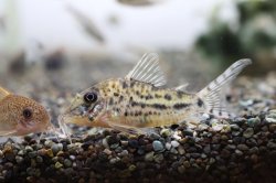 Corydoras blochi