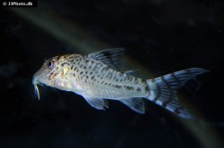 Corydoras fulleri