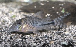 Corydoras fulleri