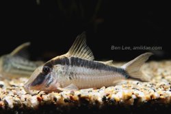 Corydoras narcissus