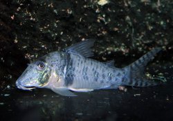 Corydoras orcesi