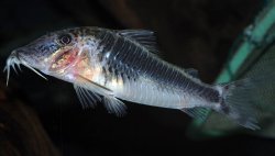 Corydoras semiaquilus