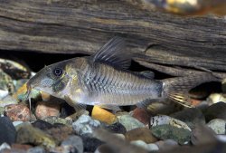 Corydoras simulatus