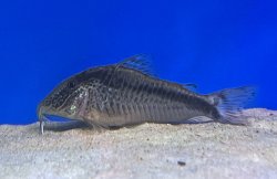 Corydoras sp. (1)