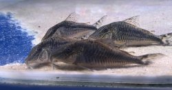 Corydoras sp. (1)