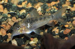 Corydoras sp. (C127)