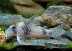 Corydoras sp. (Cw012)