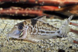 Corydoras sp. (Cw055)