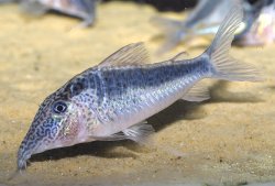 Corydoras sp. (Cw073)