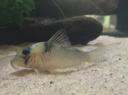 Corydoras sp. (Cw075) - Click for species page