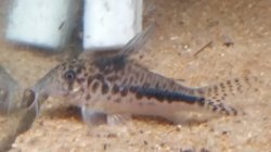 Corydoras sp. (Cw143) - Click for species page