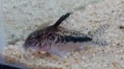 Corydoras sp. (Cw143)