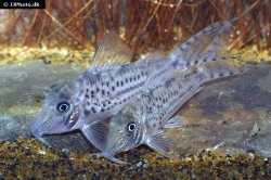 Corydoras vittatus