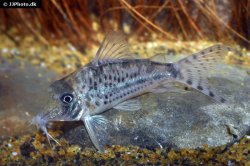 Corydoras vittatus