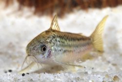 Gastrodermus elegans
