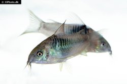 Gastrodermus sp. (C089)
