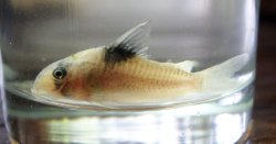 Hoplisoma bicolor
