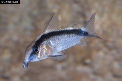 Hoplisoma granti