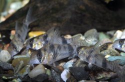 Hoplisoma reynoldsi