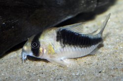Hoplisoma sp. (Cw107)