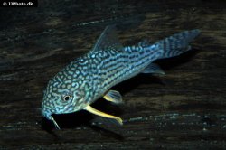 Hoplisoma sterbai