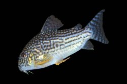 Hoplisoma sterbai