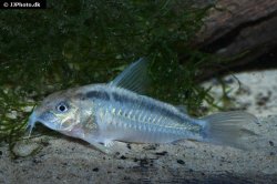 Hoplisoma urucu