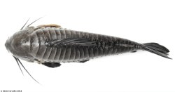 Hoplosternum littorale