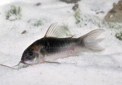 Osteogaster sp. (Cw041)
