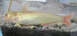 Cetopsis othonops - Click for species data page
