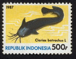 Clarias batrachus