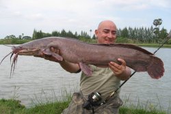 Clarias gariepinus