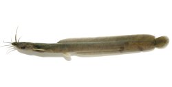 Platyclarias machadoi - Click for species page