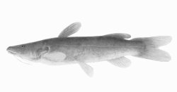Bathybagrus tetranema - Click for species page