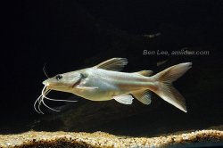 Clarotes laticeps - Click for species page