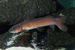 Phyllonemus typus - Click for species page