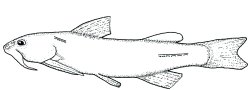 Diplomystes viedmensis - Click for species page