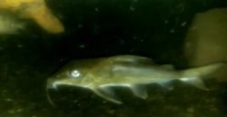 Hassar affinis - Click for species page