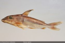 Hassar gabiru - Click for species page