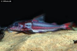 Hemidoras morrisi