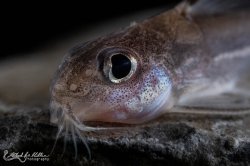 Tenellus leporhinus