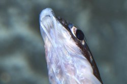 Tenellus trimaculatus