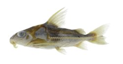 Trachydoras brevis - Click for species page