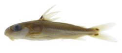 Trachydoras gepharti