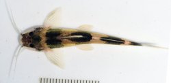 Cetopsorhamdia molinae