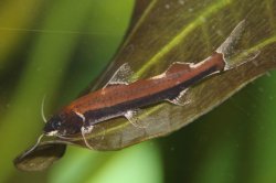 Cetopsorhamdia phantasia - Click for species page