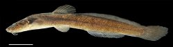 Heptapterus exilis - Click for species page