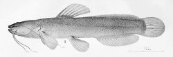 Myoglanis potaroensis - Click for species page