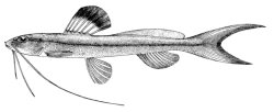 Pimelodella leptosoma