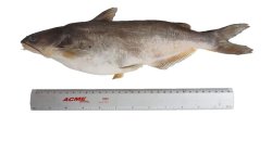 Ictalurus meridionalis - Click for species page